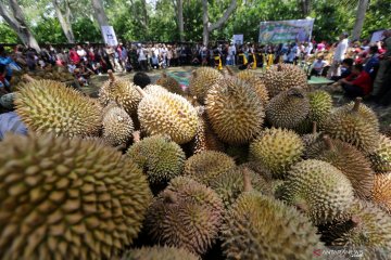 Festival durian di Bener Meriah