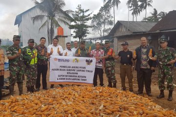 Bulog serap 110.000 kg jagung petani di atas harga acuan