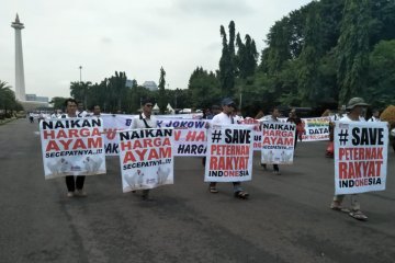 Pengamat ingatkan penurunan harga ayam hidup rugikan peternak