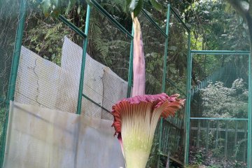 Bunga bangkai kembali mekar di Kebun Raya Cibodas LIPI