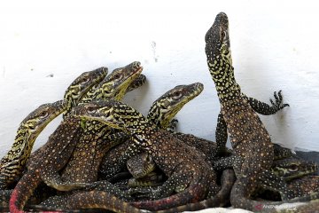 74 anakan komodo lahir di Kebun Binatang Surabaya