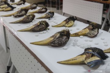 Kasus jual beli burung Julang Sulawesi