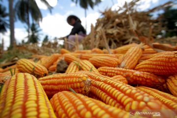 Target produksi jagung Gorontalo