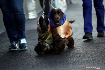 Kontes Anjing Crufts di Birmingham, Inggris