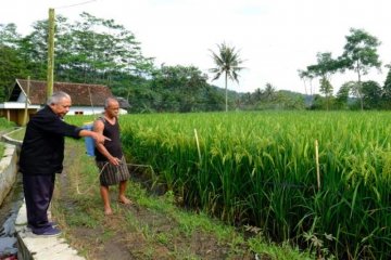 Disperpa Kota Magelang uji coba padi PIM