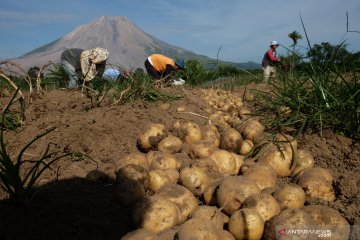 Panen kentang di kaki Gunung Sinabung
