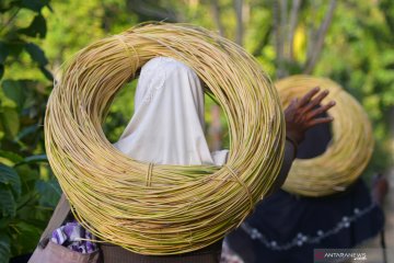 Perempuan pencari rotan di hutan Aceh