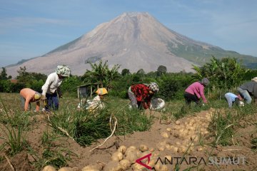 Panen Kentang di Sinabung