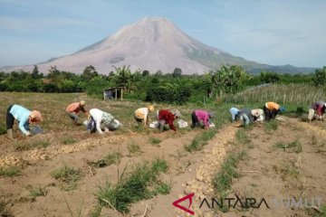 Panen Kentang di Sinabung