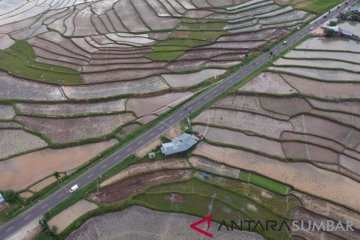 Ratusan hektare sawit Mukomuko diubah jadi sawah