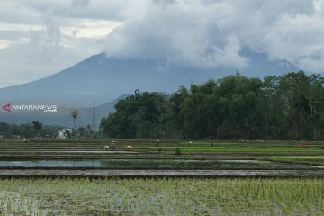 Bulog Malang proyeksikan puncak serapan gabah pada April 2019