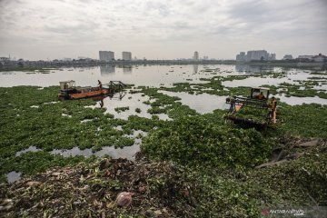 Membersihkan tanaman eceng gondok di Waduk Pluit