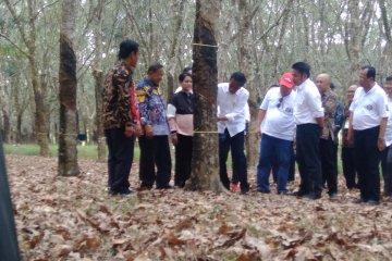 Jokowi sebut tiga langkah dorong harga karet