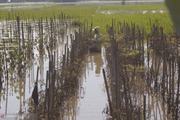 Banjir timbulkan kerugian Rp5 miliar lebih di Tulungagung