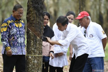 Pemerintah antisipasi mewabahnya penyakit "gugur daun karet"