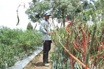 Petani Nagan Raya Mengeluh Harga Cabai Terus Murah