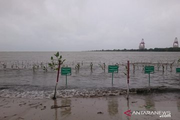Masyarakat tanami pesisir Pandeglang dengan bakau