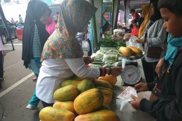 Petani Lebak panen Pepaya California, raup untung hingga puluhan juta