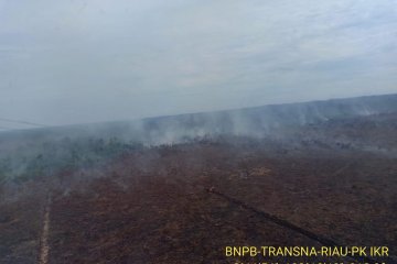 Greenpeace ungkap kebakaran lahan di konsesi perusahaan sawit Riau