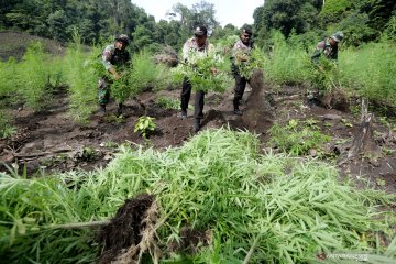 Ladang ganja di Aceh Besar