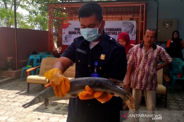 Stasiun Karantina Aceh musnahkan ikan "aligator"