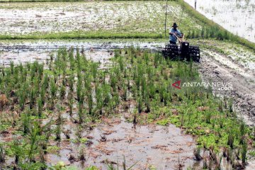 Bupati Bogor siapkan tiga kecamatan untuk swasembada pangan