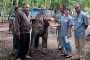 Gajah jinak Yeti akhirnya mati di Way Kambas Lampung