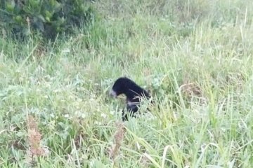 Beruang diburu karena masuk pemukiman warga Sampit