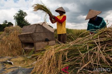 Nilai tukar petani Bangka Belitung turun