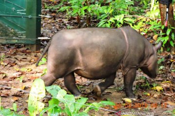 Populasi badak di Kaltim diperkirakan 12-15 ekor