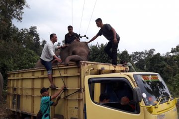Delapan gajah di hutan konservasi Lahat terpaksa dievakuasi