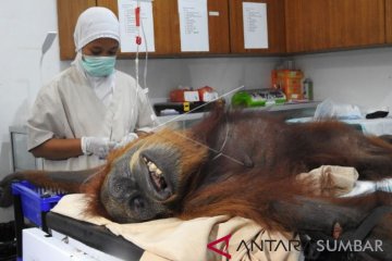 ORANGUTAN DITEMBAKI 74 PELURU