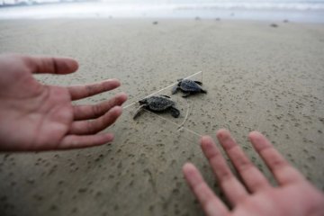 Melepasliarkan Tukik