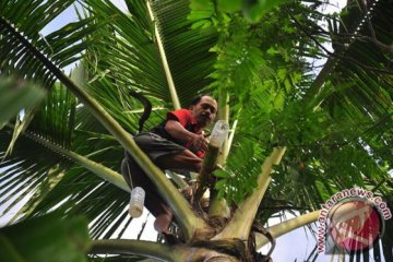 Tanaman kelapa di Sigi banyak mati dampak kemarau panjang