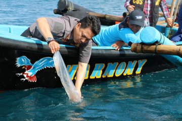 Pemerintah gagalkan penyelundupan benih lobster senilai Rp8,75 miliar