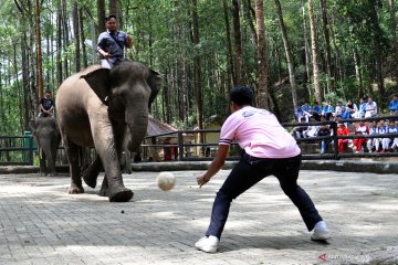 Edukasi gajah Sumatera