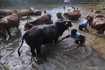 Tradisi Plegung sapi