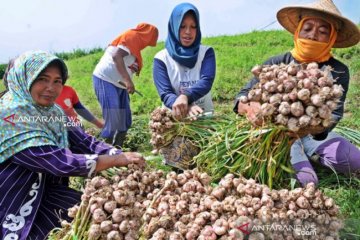 Tolak izin impor bawang putih, pemerintah dapat apresiasi petani