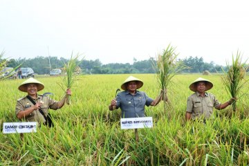 Harga gabah turun, Bupati Indramayu imbau petani tak jual hasil panen