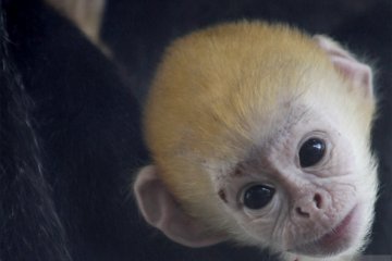 Kelahiran pertama bayi Lutung Jawa di Taman Satwa Taru Jurug