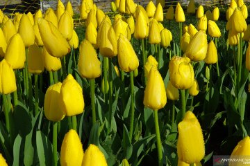 Bunga Tulip ternyata berasal dari Turki, bukan Belanda
