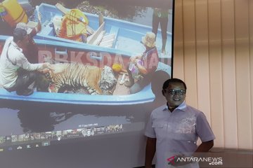 BBKSDA: kaki harimau sumatera infeksi akibat jerat terancam diamputasi