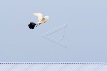 Burung Laut Terdampak Sampah Plastik