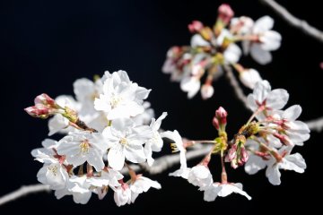 Bunga Cherry Blossom mulai bermekaran di Tokyo