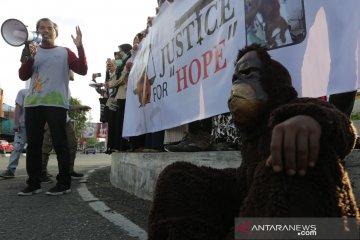 Penyebab kian menyusutnya populasi orang utan di Aceh, menurut BKSDA