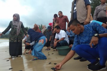 Siswa Aceh lepasliarkan 100 tukik