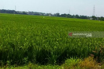 Harga gabah di Karawang cukup bagus, capai Rp4.200 per kg