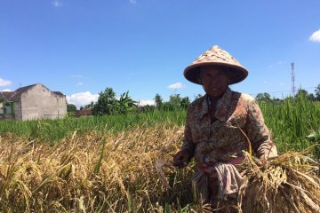 Meski turun, harga gabah dinilai masih untungkan petani