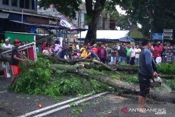 Angin kencang landa Kota Jambi, pohon besar tumbang
