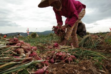 Pemkab sarankan petani bawang merah ikut asuransi pertanian